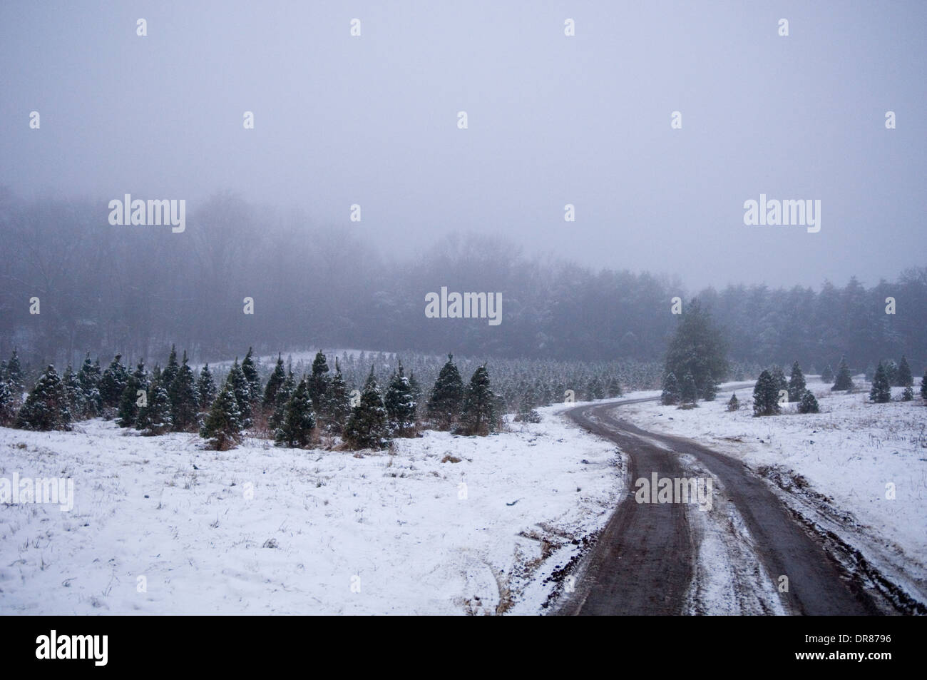 Road through Christmas Tree Farm on a Snowy and Foggy Evening in Southern Indiana Stock Photo