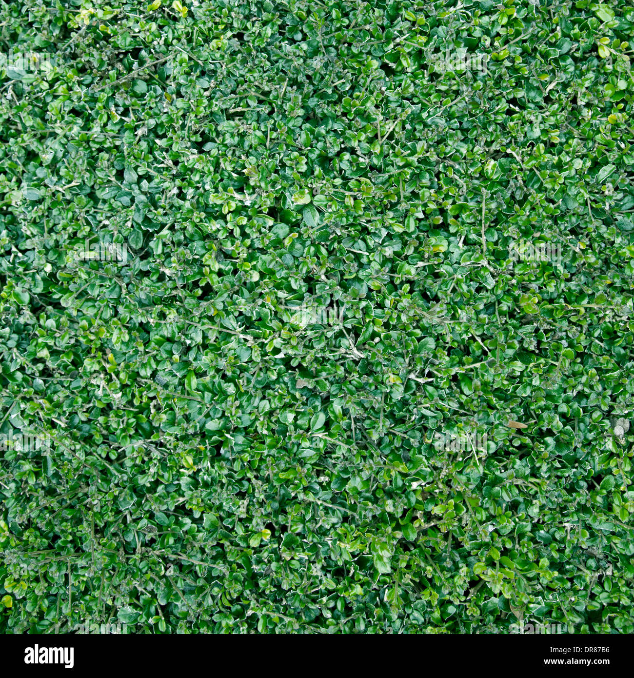 Green Leaf Pattern Detail Background Stock Photo Alamy green-leaf-pattern-detail-background-stock-photo-alamy
