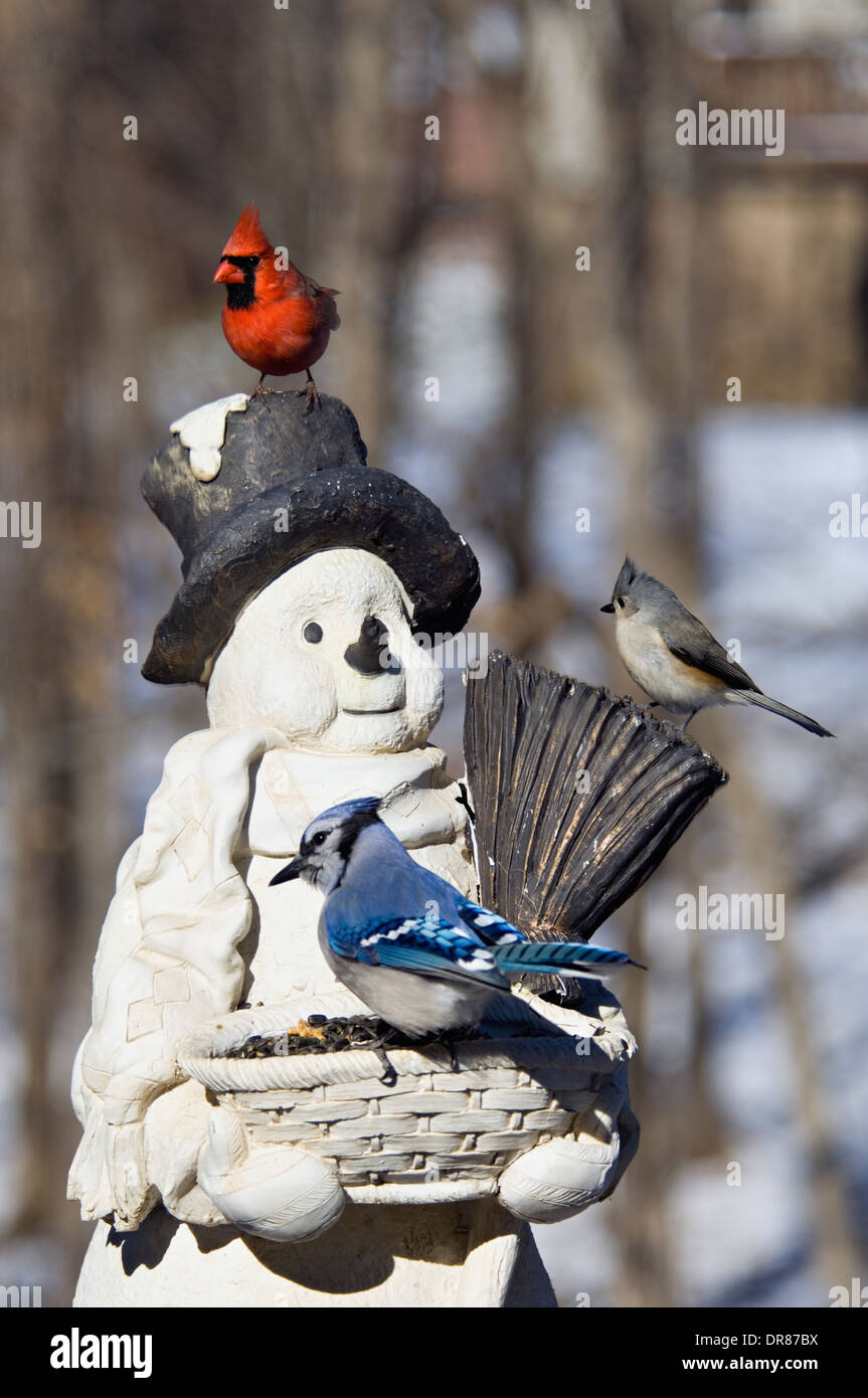Backyard Birds on Snowman Feeder Stock Photo