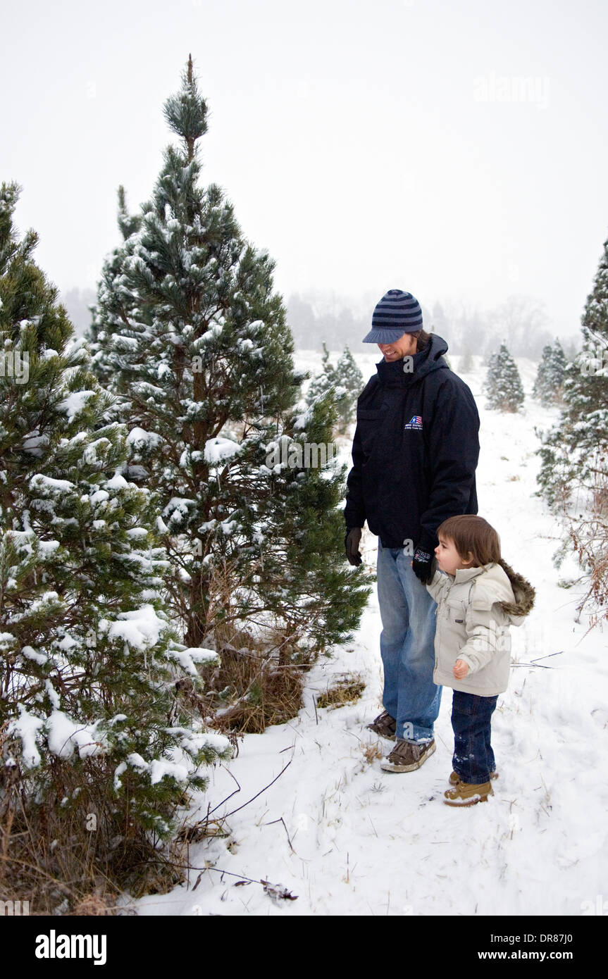 Father and Young Son Looking for a Christmas Tree on a You Cut Christmas Tree Farm in Suthern Indiana Stock Photo