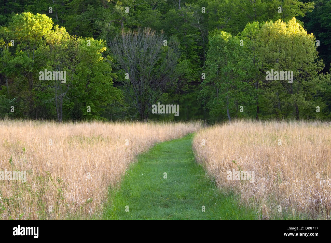 Broomsage hires stock photography and images Alamy