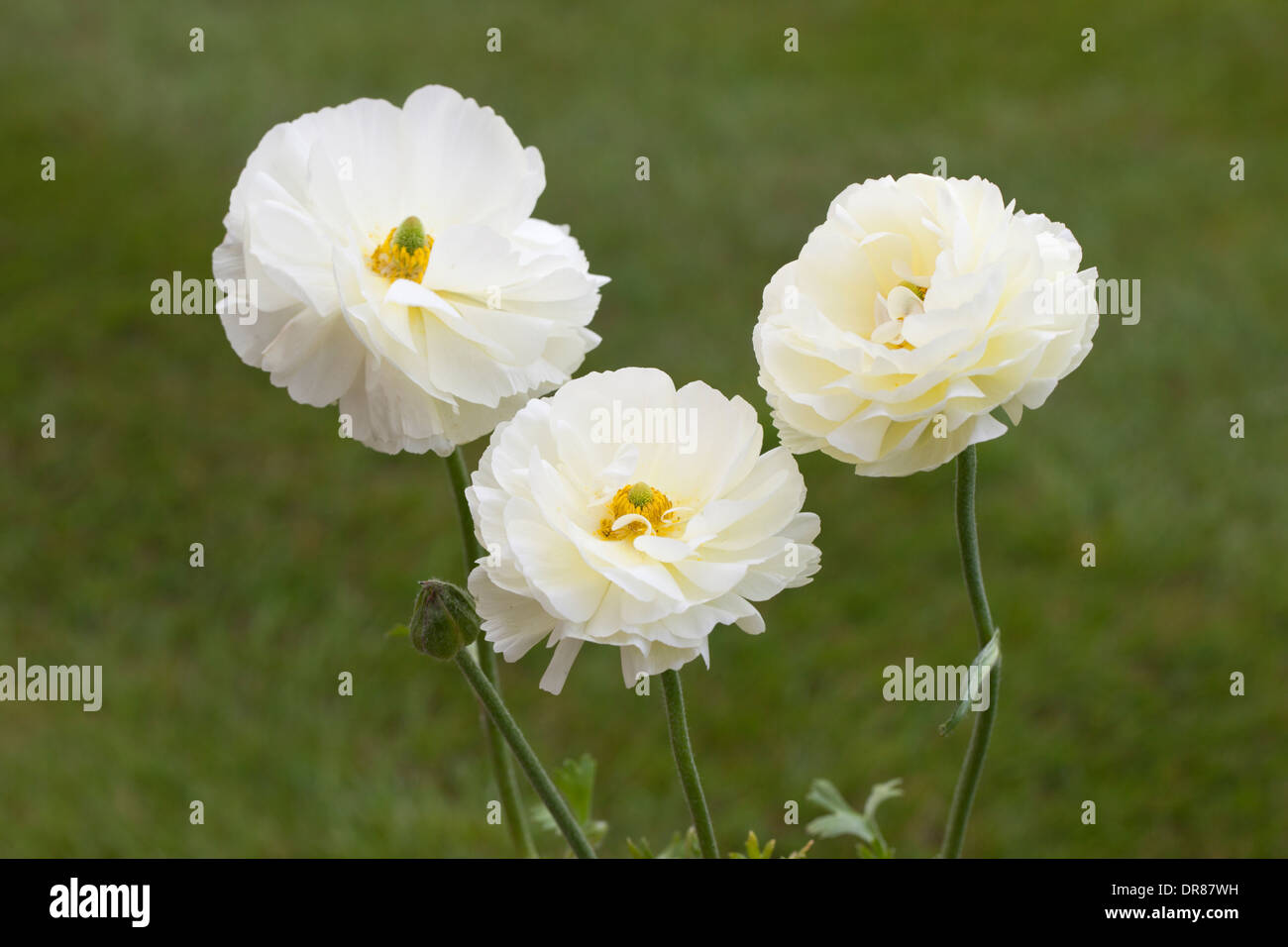 Close up of 3 white Ranunculus Asiaticus flowering in garden in England. Blurred green background Stock Photo