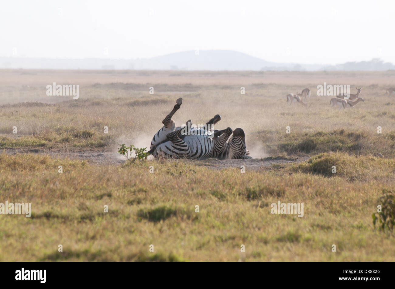 Common Zebra rolling in the dust in Amboseli National Park Kenya East Africa Stock Photo
