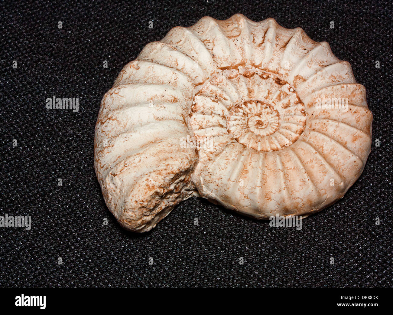 Cast fossil hi-res stock photography and images - Alamy