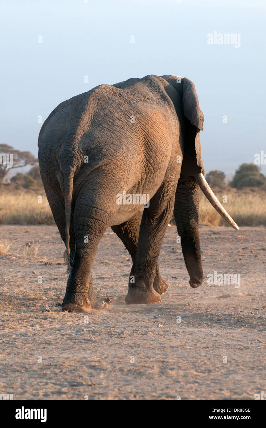 Rear of mature male Elephant with good tusks walking away in Amboseli National Park Kenya East Africa Stock Photo