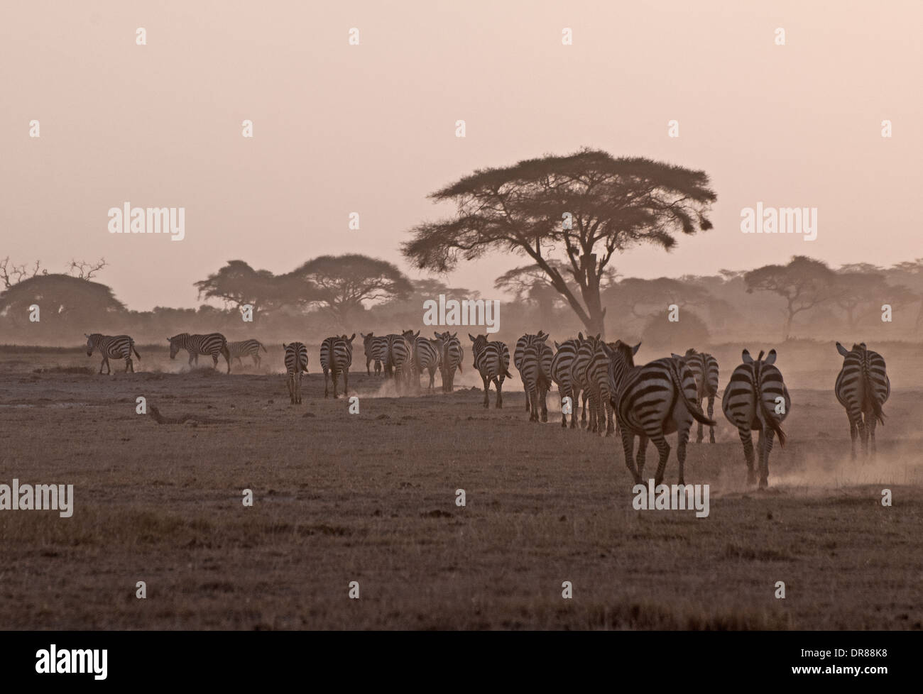 Herd of Common Zebra trek past acacia trees raising dust at dusk in Amboseli National Park Kenya East Africa Stock Photo