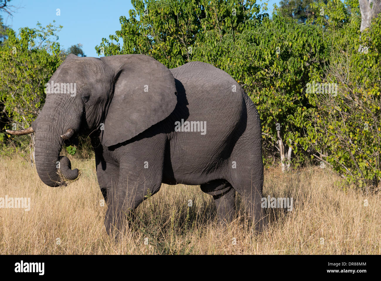 A copy of adult elephant walks near Savute Elephant Camp by Orient Express in Botswna in Chobe National Park. Stock Photo