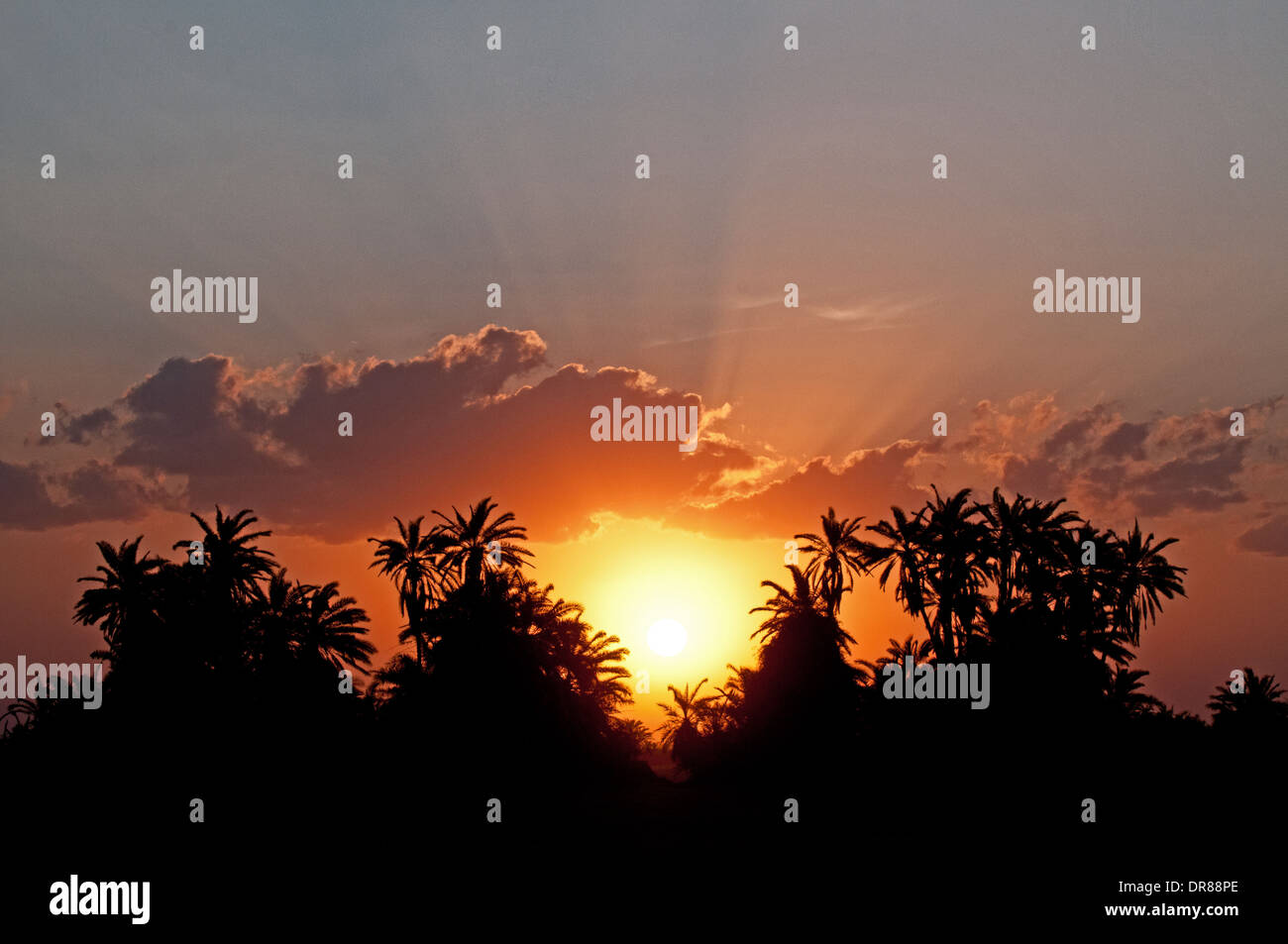 Palm trees silhouetted against orange sun and sunset sky in Amboseli National Park Kenya East Africa Stock Photo