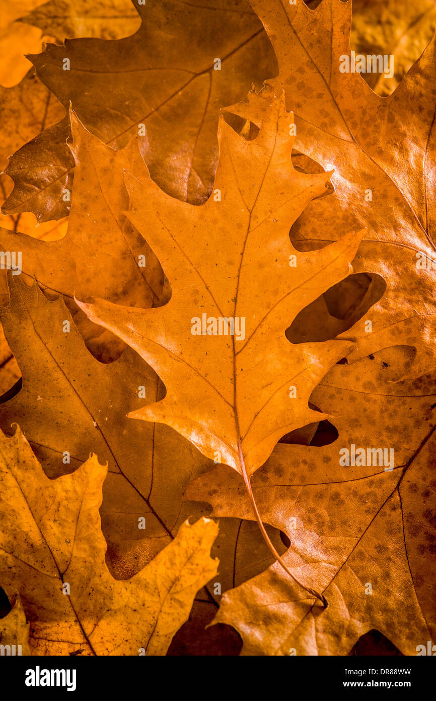 Golden Brown Oak Leaf High Resolution Stock Photography and Images - Alamy