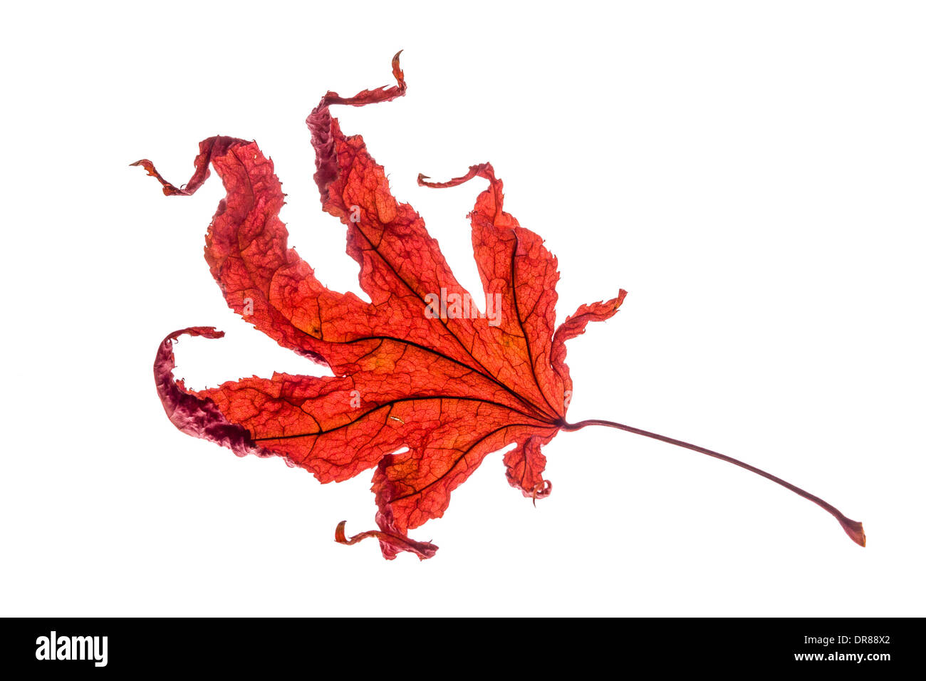 Studio shot of autumnal fallen Japanese Maple leaf on a white background. Stock Photo