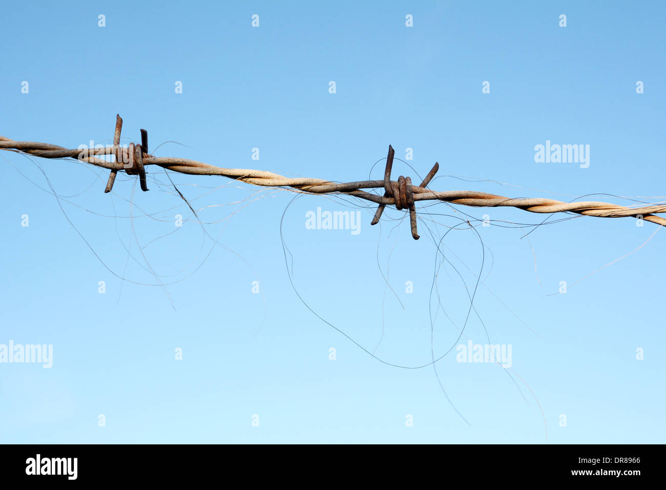 Closeup of delicate horse hair trapped in rough barbed wire, against a blue sky Stock Photo