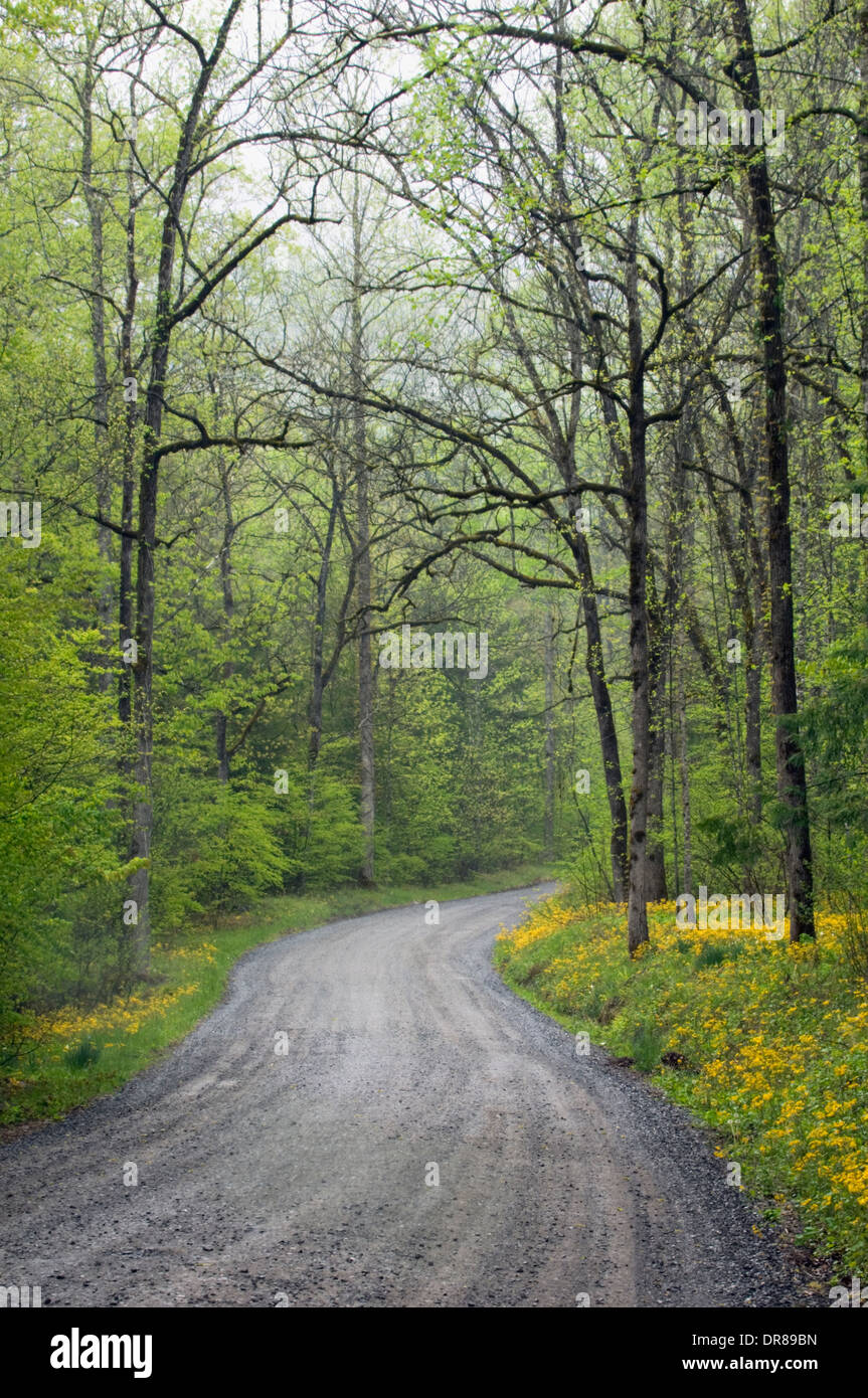 Gravel Road through Greenbrier in the Great Smoky Mountains National