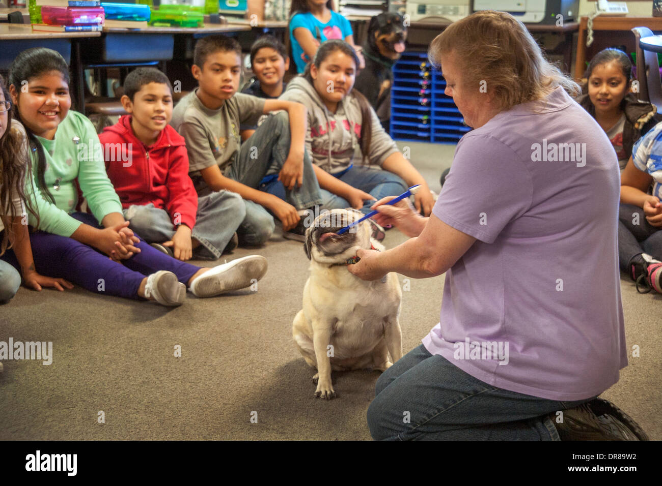 A predominantly Hispanic elementary school class in San Bernardino, CA, gets a lesson in pet care from an owner as she brushes her chow dog's teeth. Stock Photo