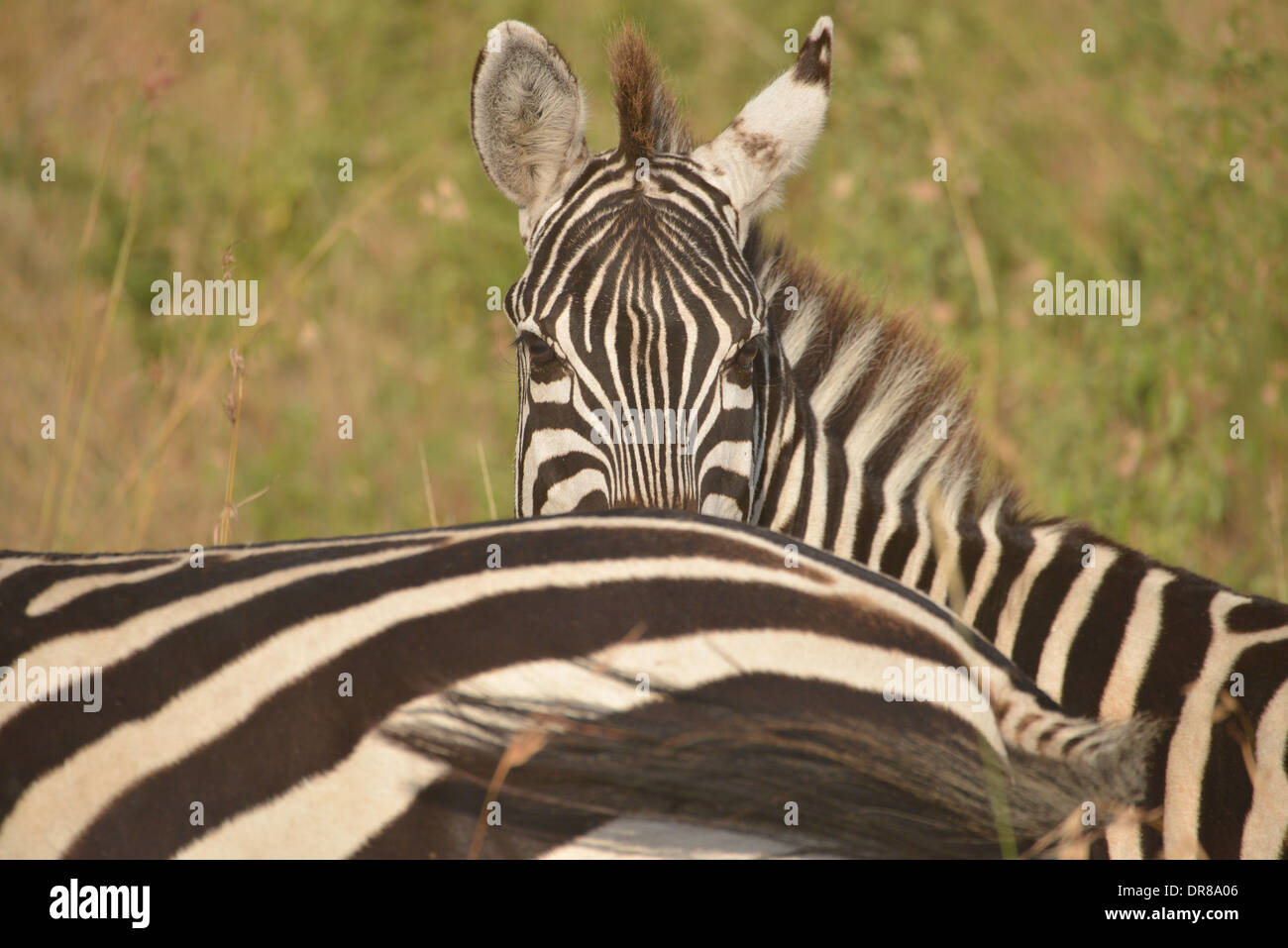 zebras at Masai Mara wildpark in Kenia Stock Photo - Alamy
