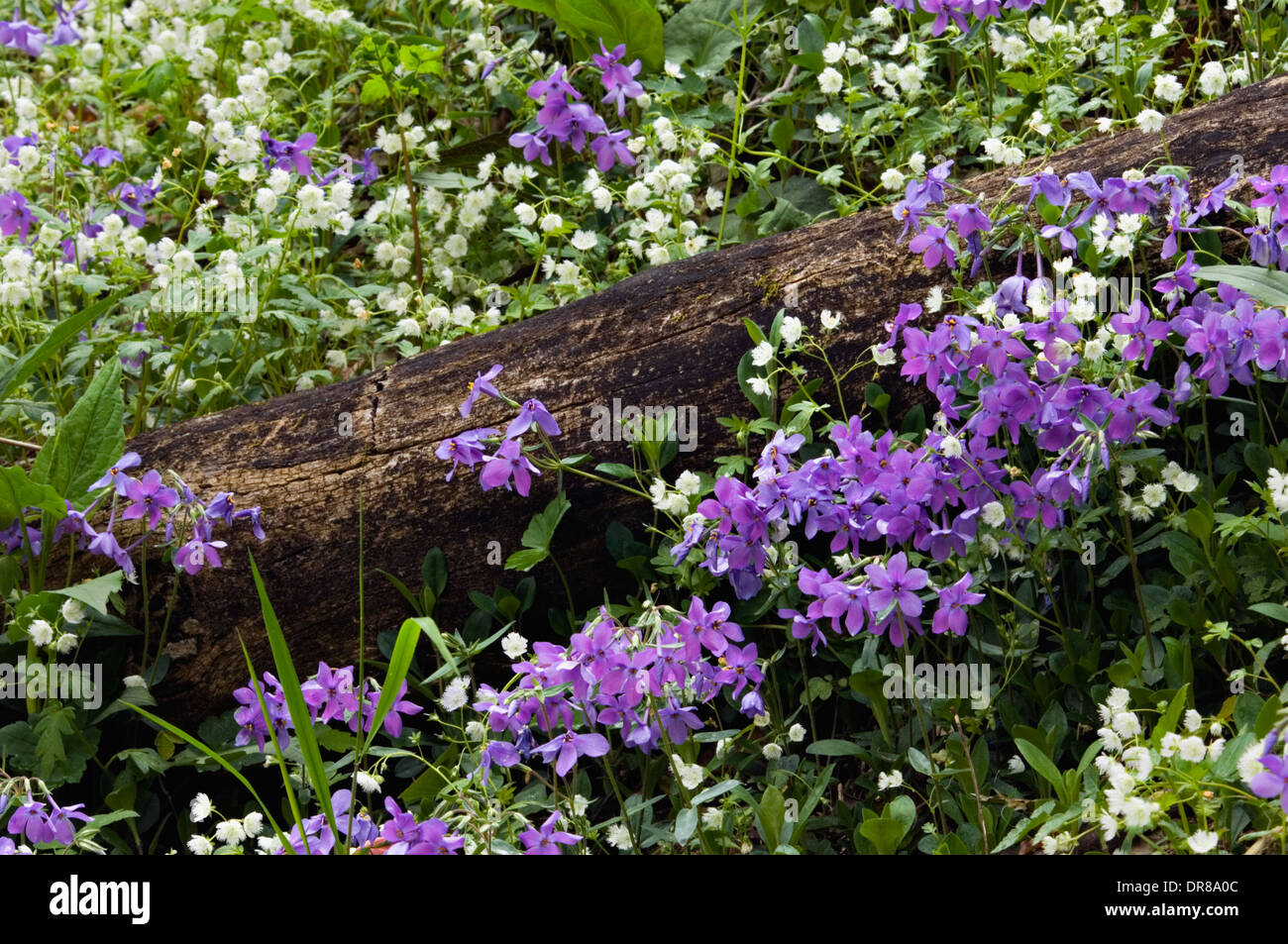 Blue Phlox and Fringed Phacelia on Mountainside in the Great Smoky Mountains National Park in Tennessee Stock Photo