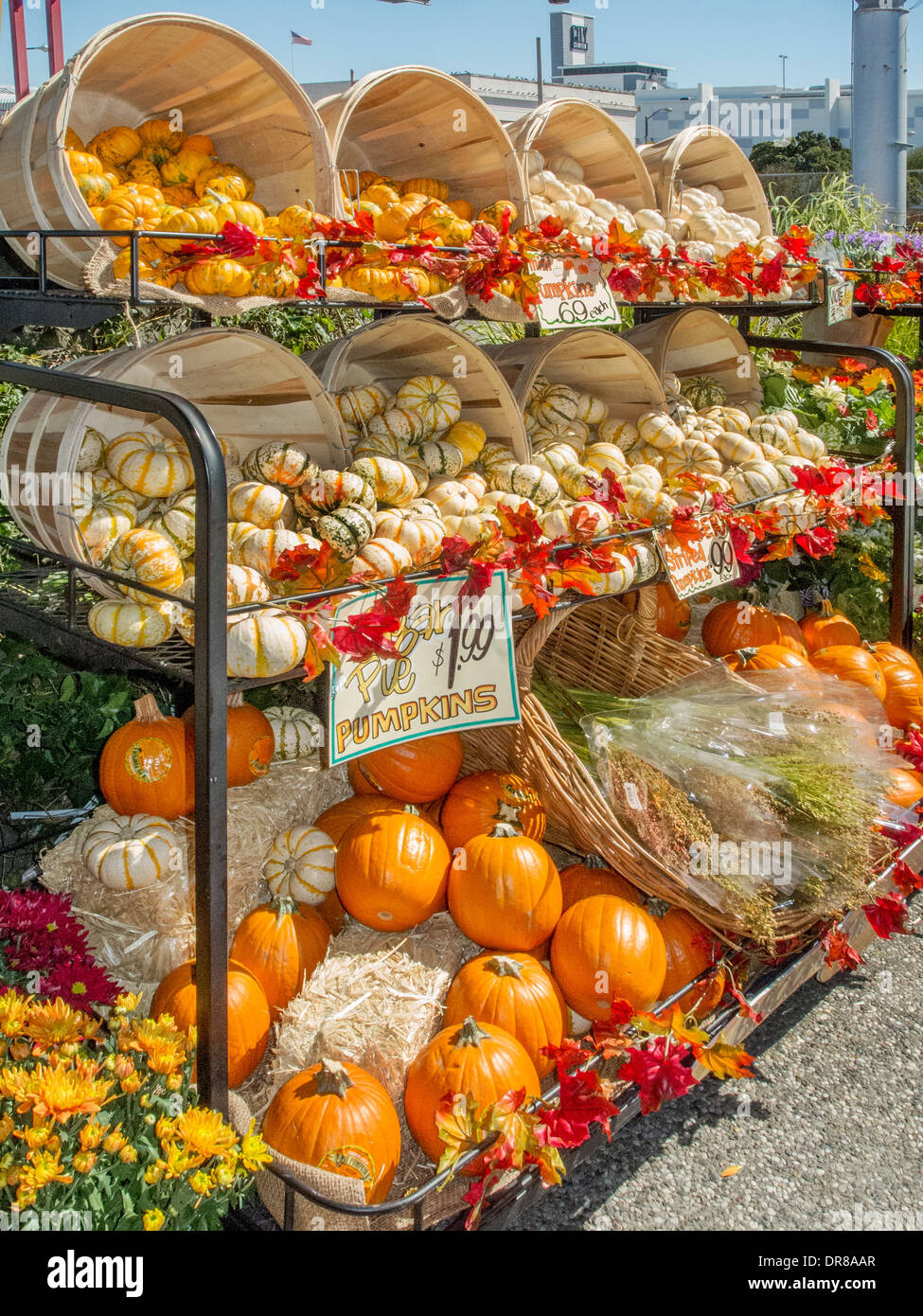Pumpkins of various sizes are on display at a San Francisco grocery
