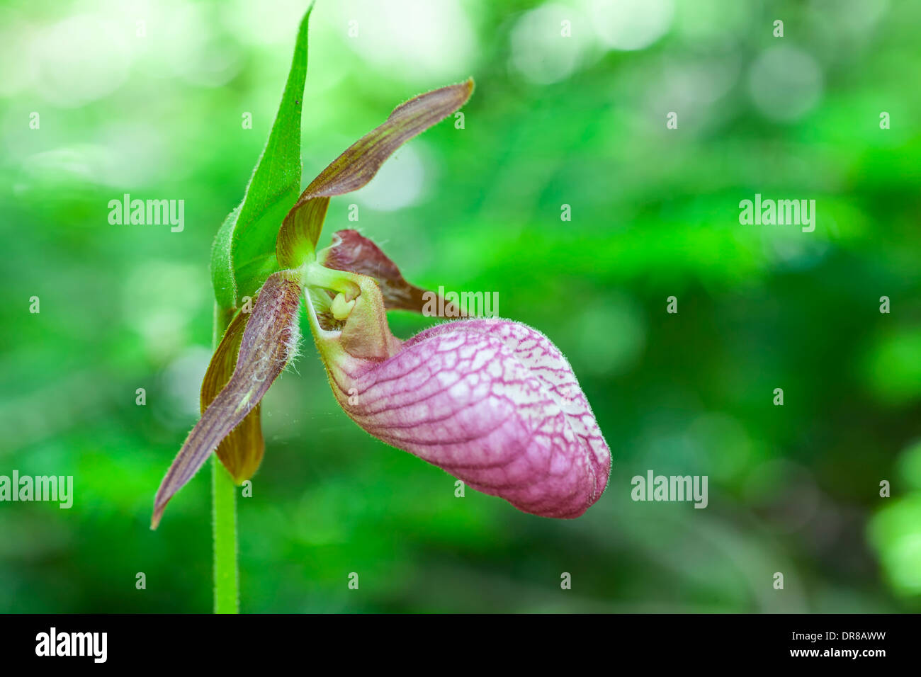 Wild pink lady slipper (Cypripedium acaule) growing in the forest in rural Prince Edward Island, Canada. Stock Photo