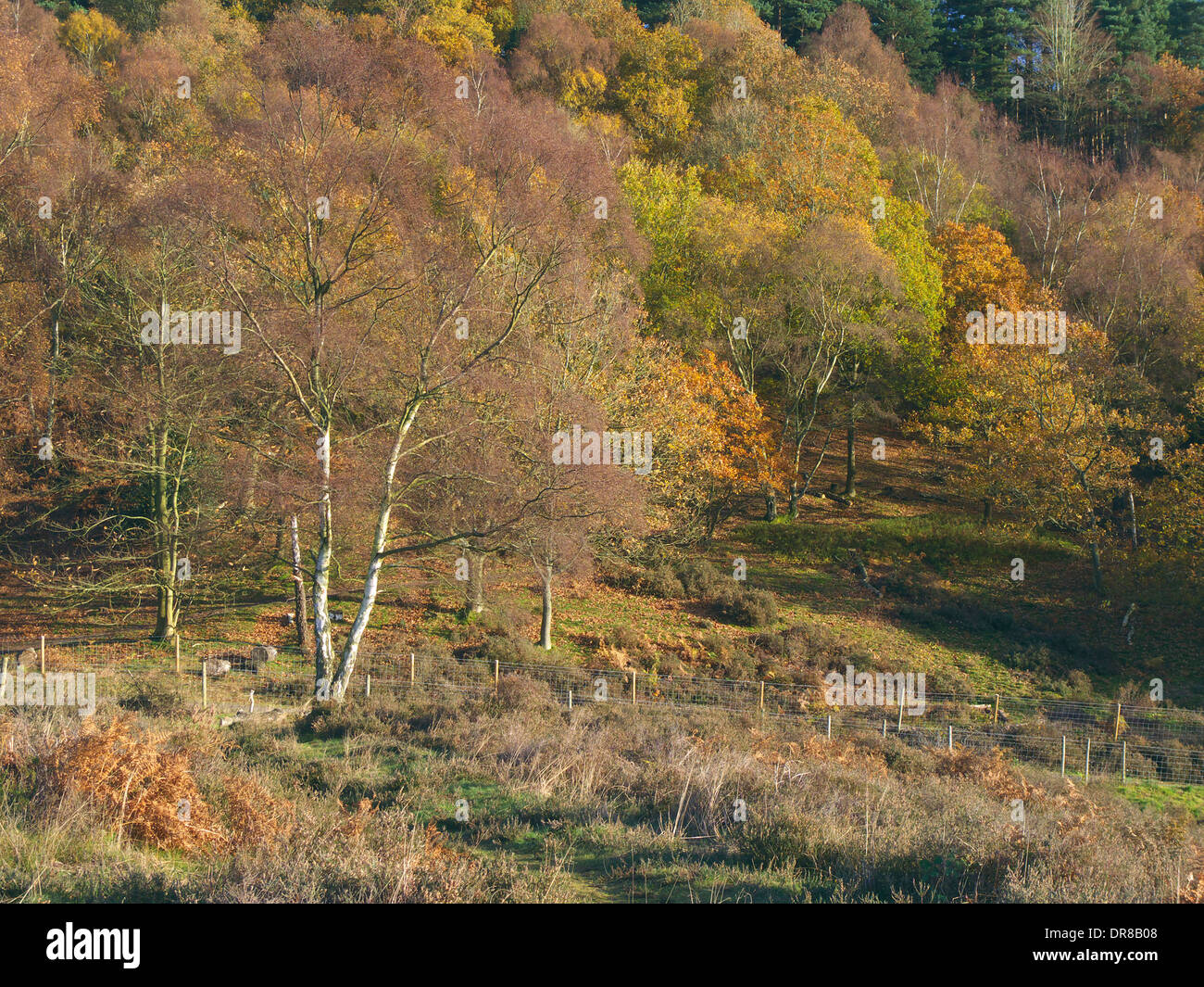 Kingsford forest hires stock photography and images Alamy