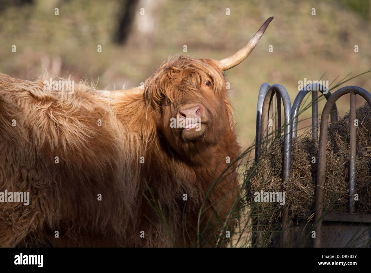 Highland Cattle Calf, feeding on a farm Stock Photo Alamy