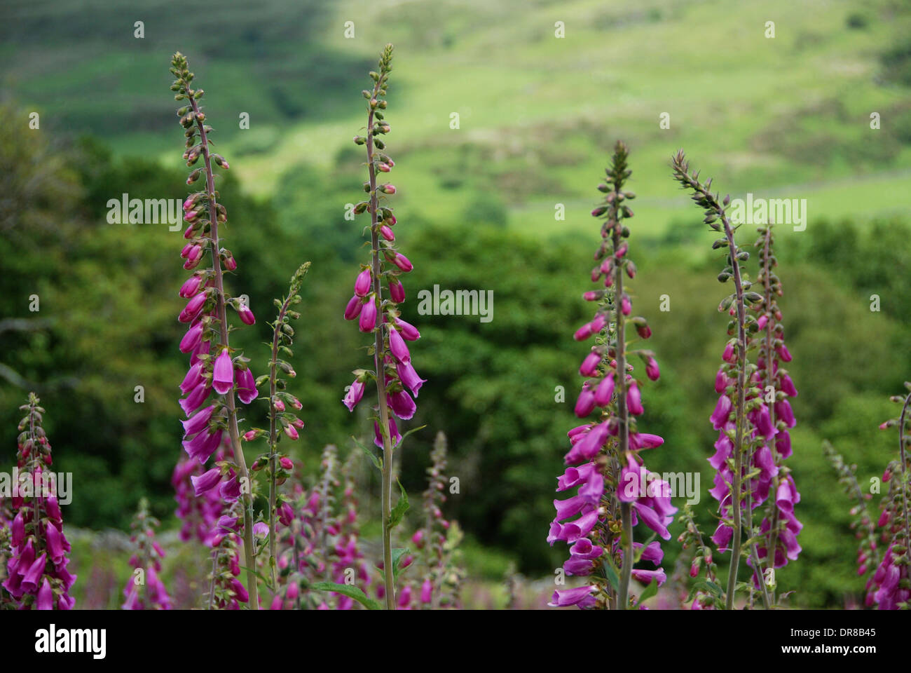 Foxgloves growing in Snowdonia, North Wales Stock Photo