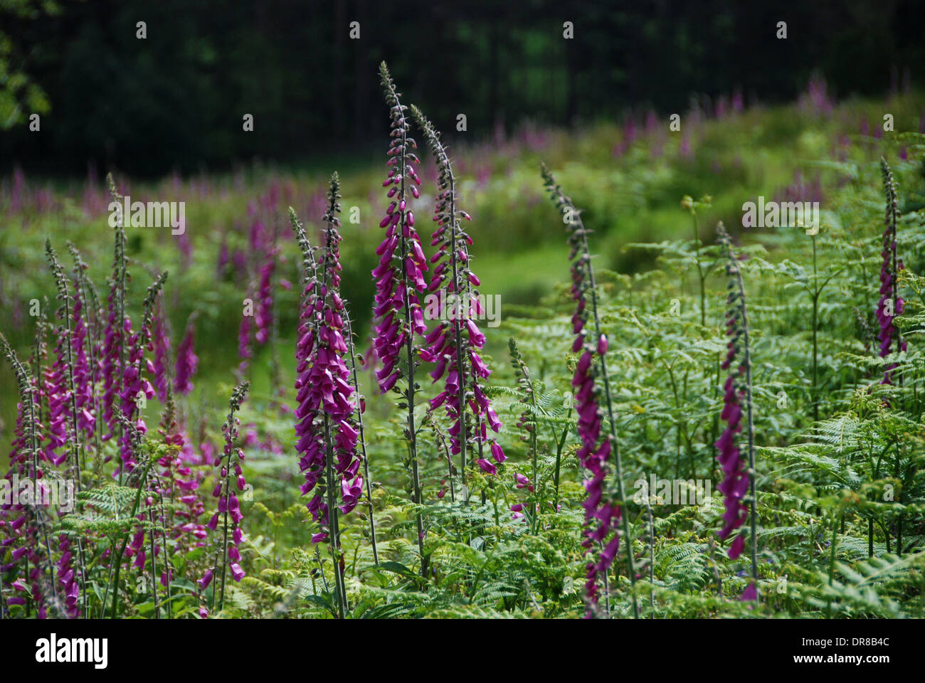 Foxgloves and ferns growing in a field Stock Photo