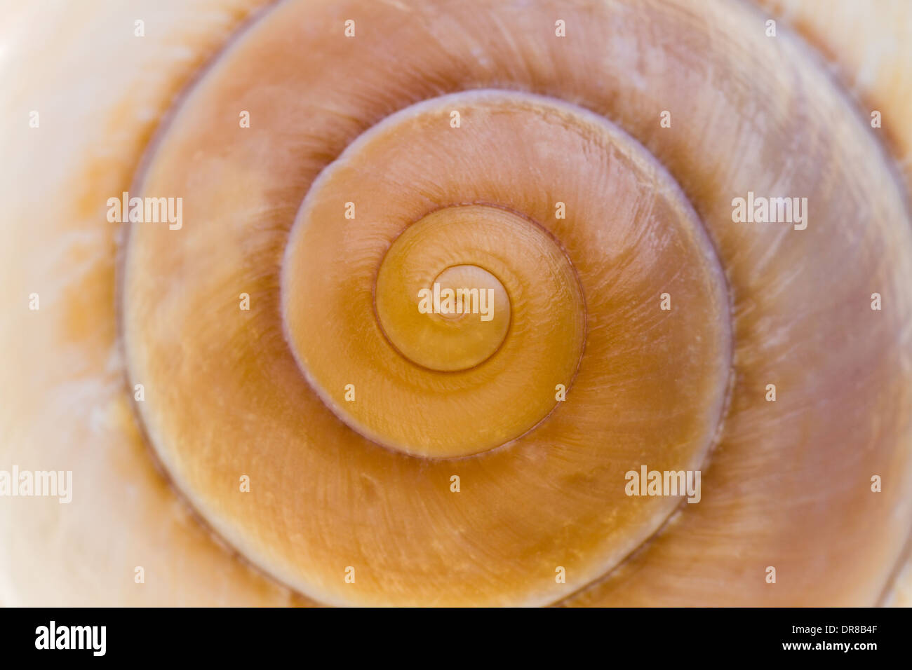 Close-up view of the spiral in a seashell. Stock Photo