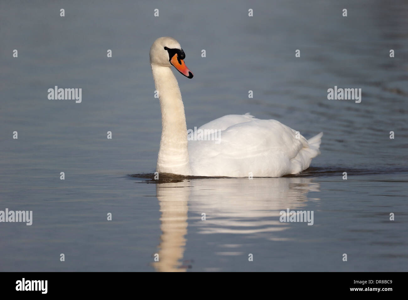Mute swan, Cygnus olor, single bird on water, Gloucestershire, January 2014 Stock Photo