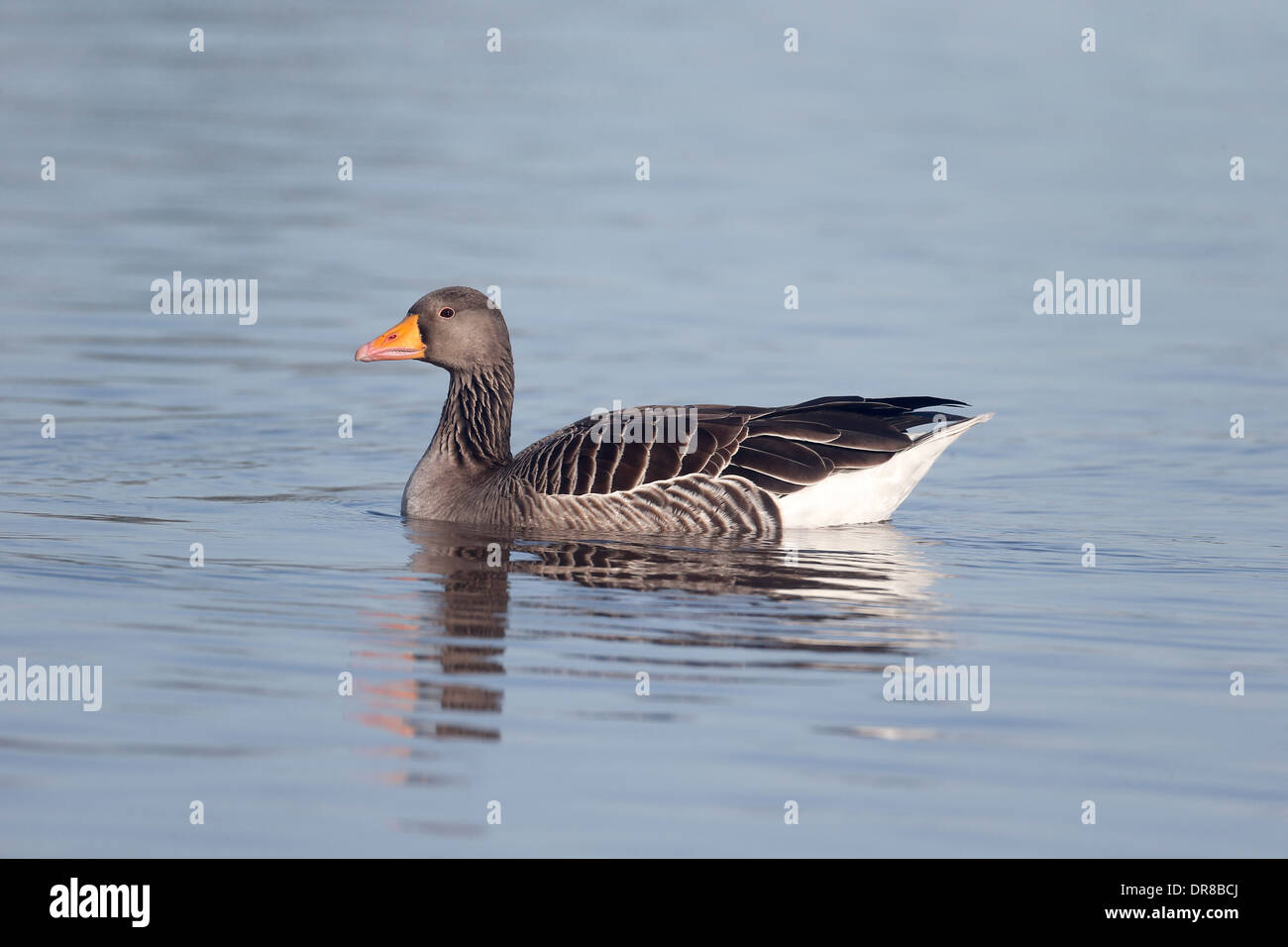 Greylag goose, Anser anser, single bird on water, Gloucestershire, January 2014 Stock Photo