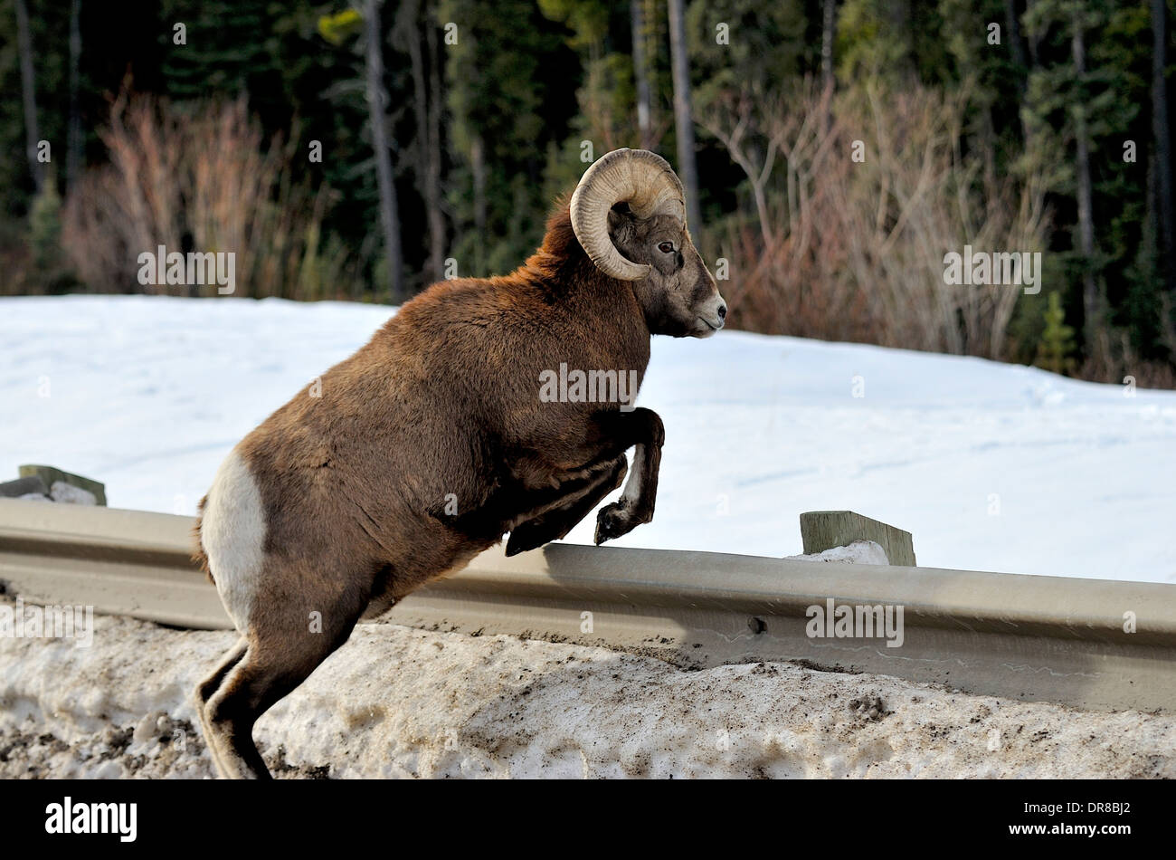 A mature bighorn sheep jumping over the steel guard rail on the side of the road Stock Photo