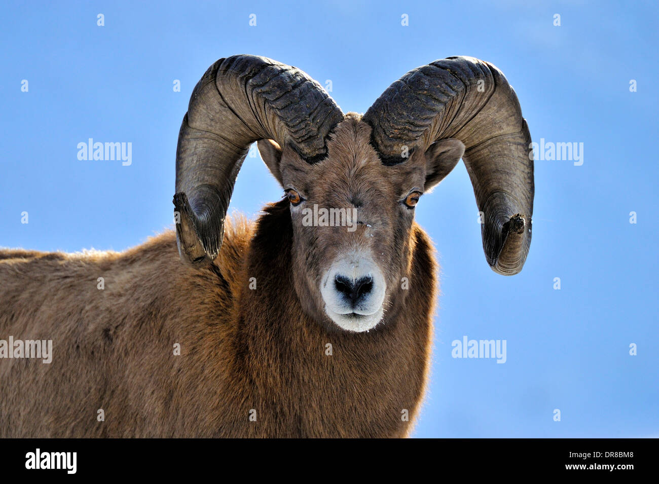 A front view face portrait of a wild bighorn ram Stock Photo