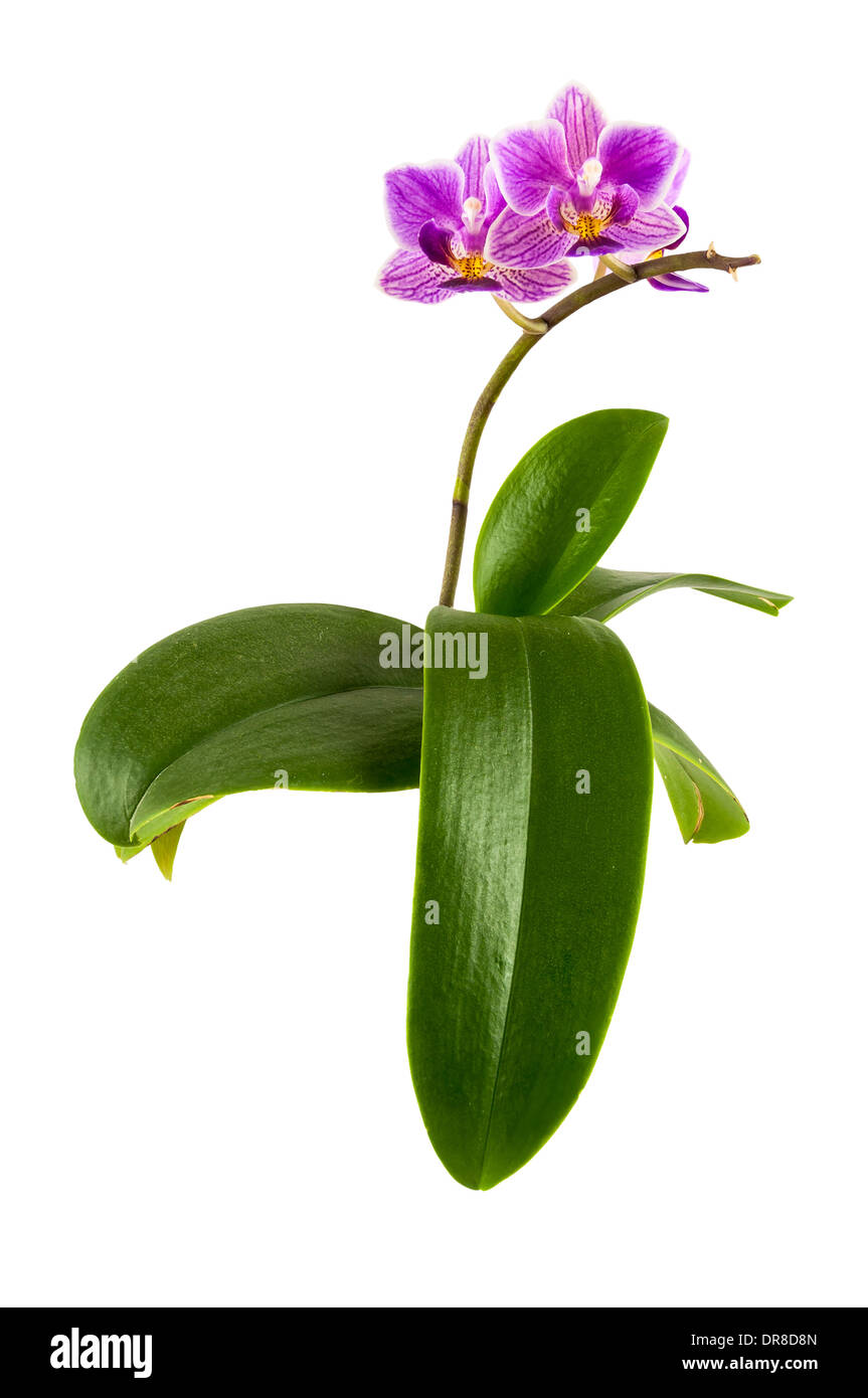 Violet orchid flower with leaves isolated on white background with clipping path Stock Photo