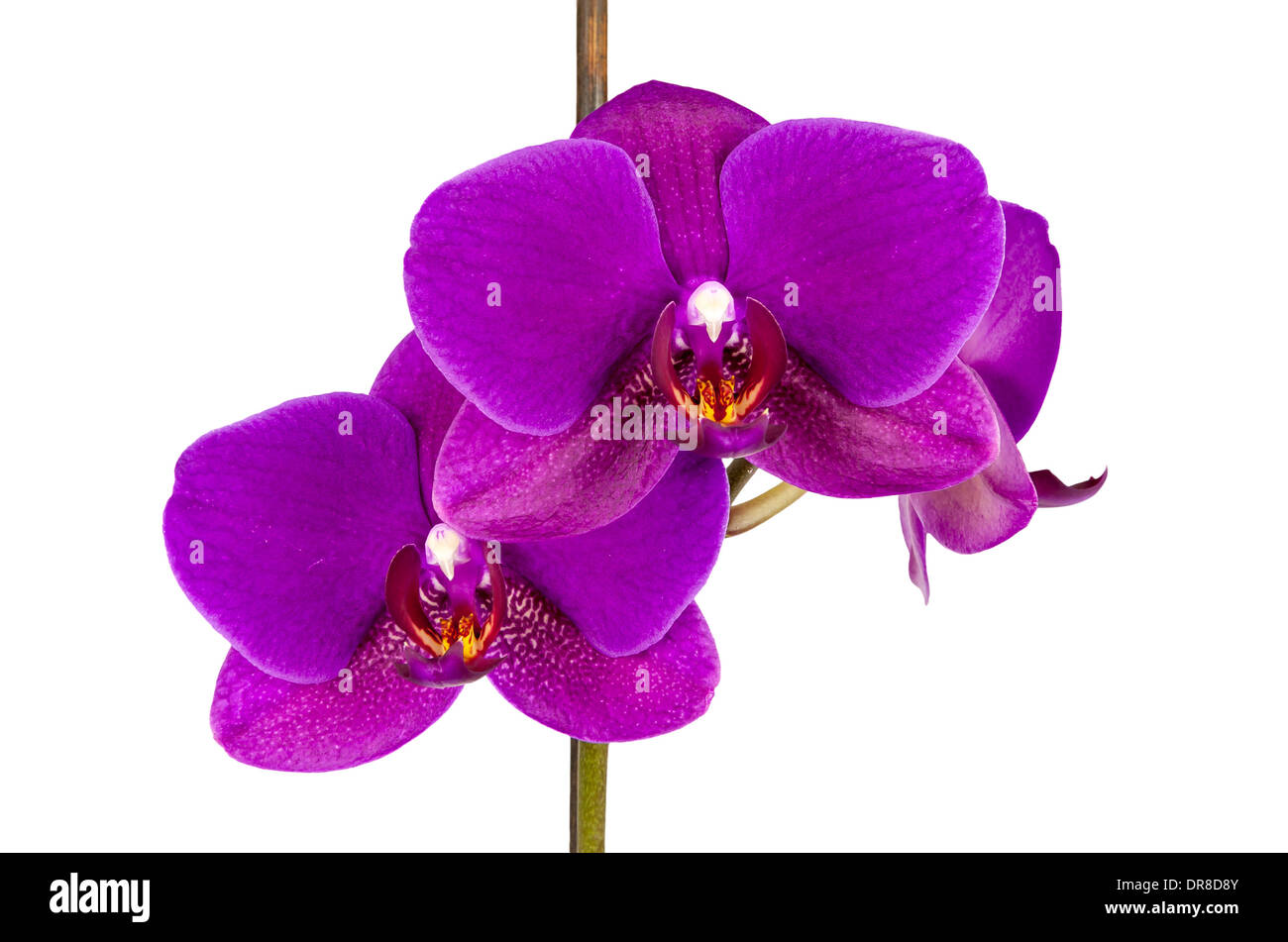 Violet orchid flower isolated on white background with clipping path Stock Photo
