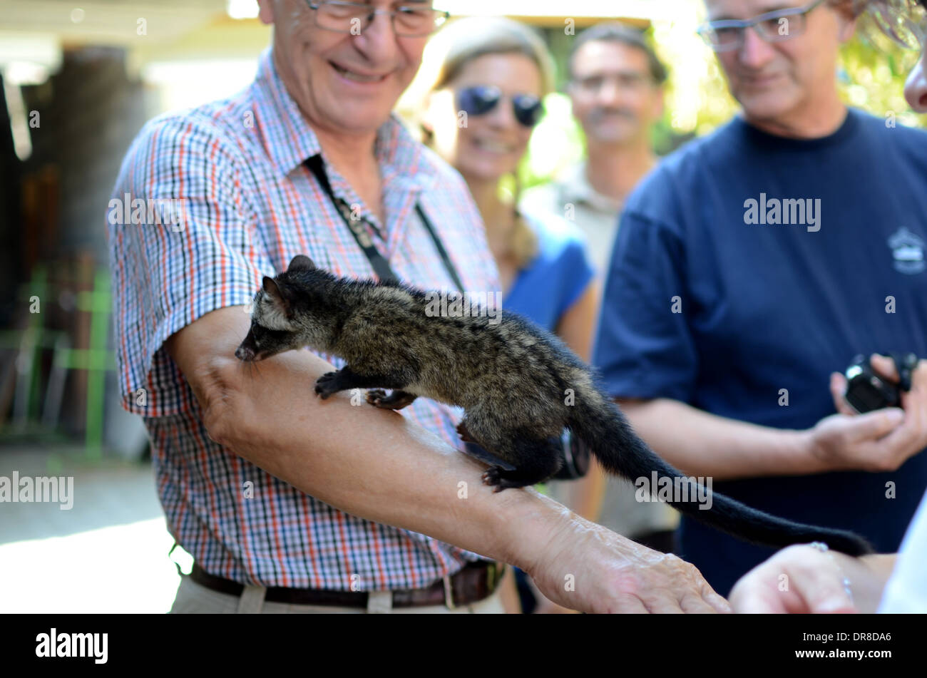 Tourists from Germany holding a civet while looking at the process of making Luwak Coffee in Kediri, East Java, Indonesia Stock Photo