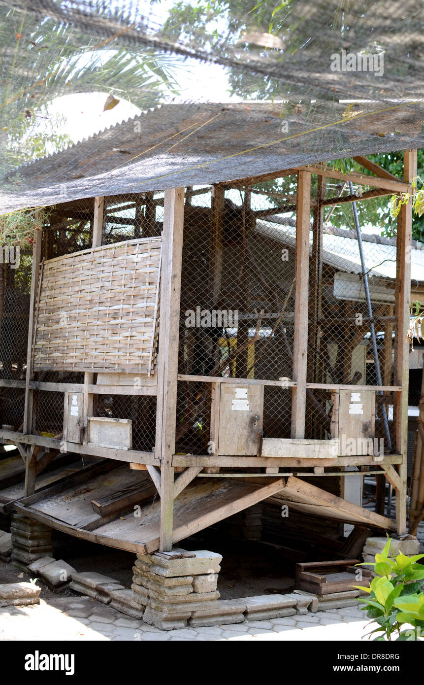 Picture of one of the cages holding Asian Palm Civets (Luwaks) on a ranch at the Luwak Mas