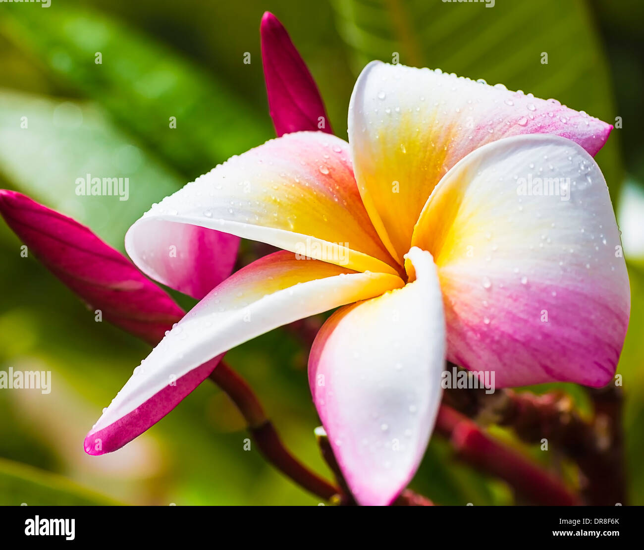 Beautiful white and pink plumeria bloom with two buds Stock Photo Alamy