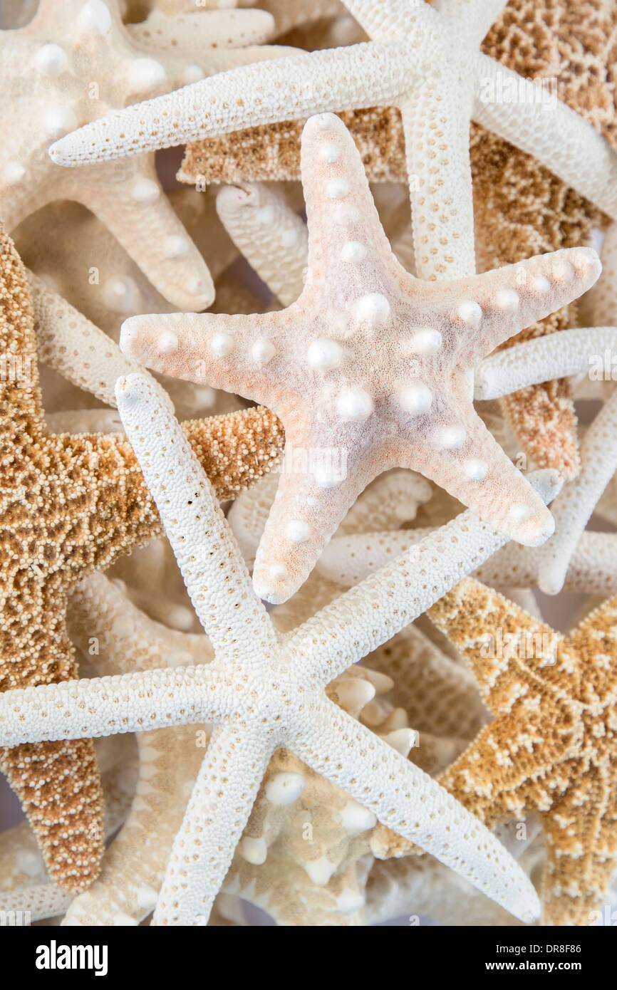 Pile of starfish hi-res stock photography and images - Alamy