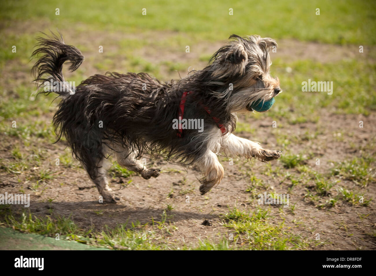 Dog Yorkshire Terrier Stock Photo