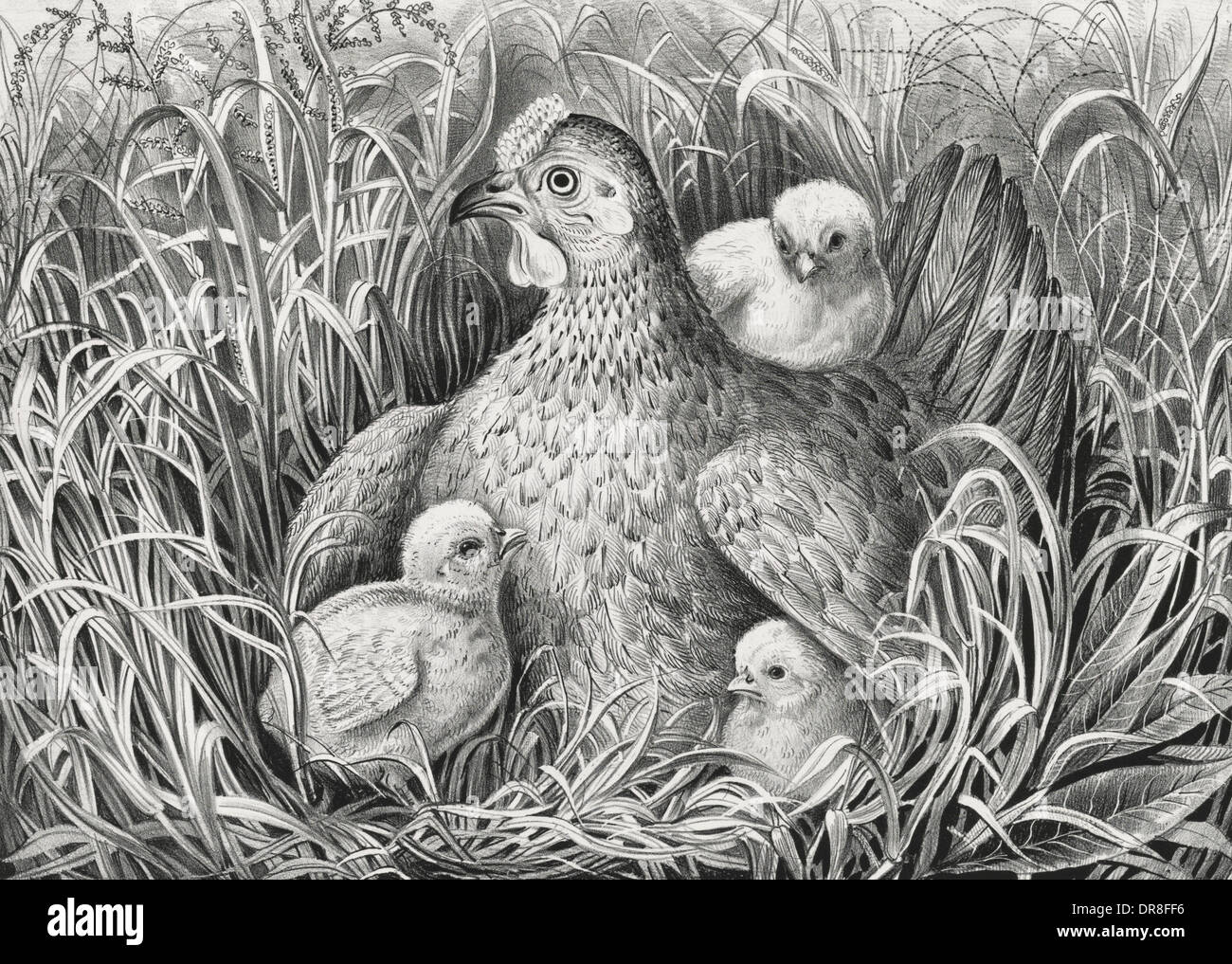 Mothers wing - little chicks sheltering under hens wings Stock Photo
