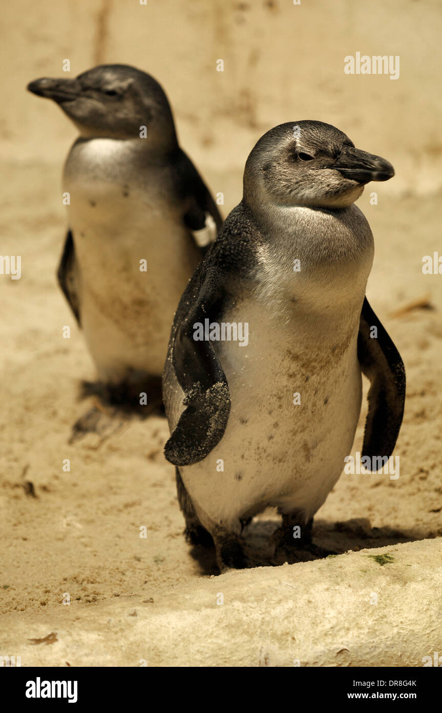 Photos of Fairy Penguins taken in captivity  Stock Photo