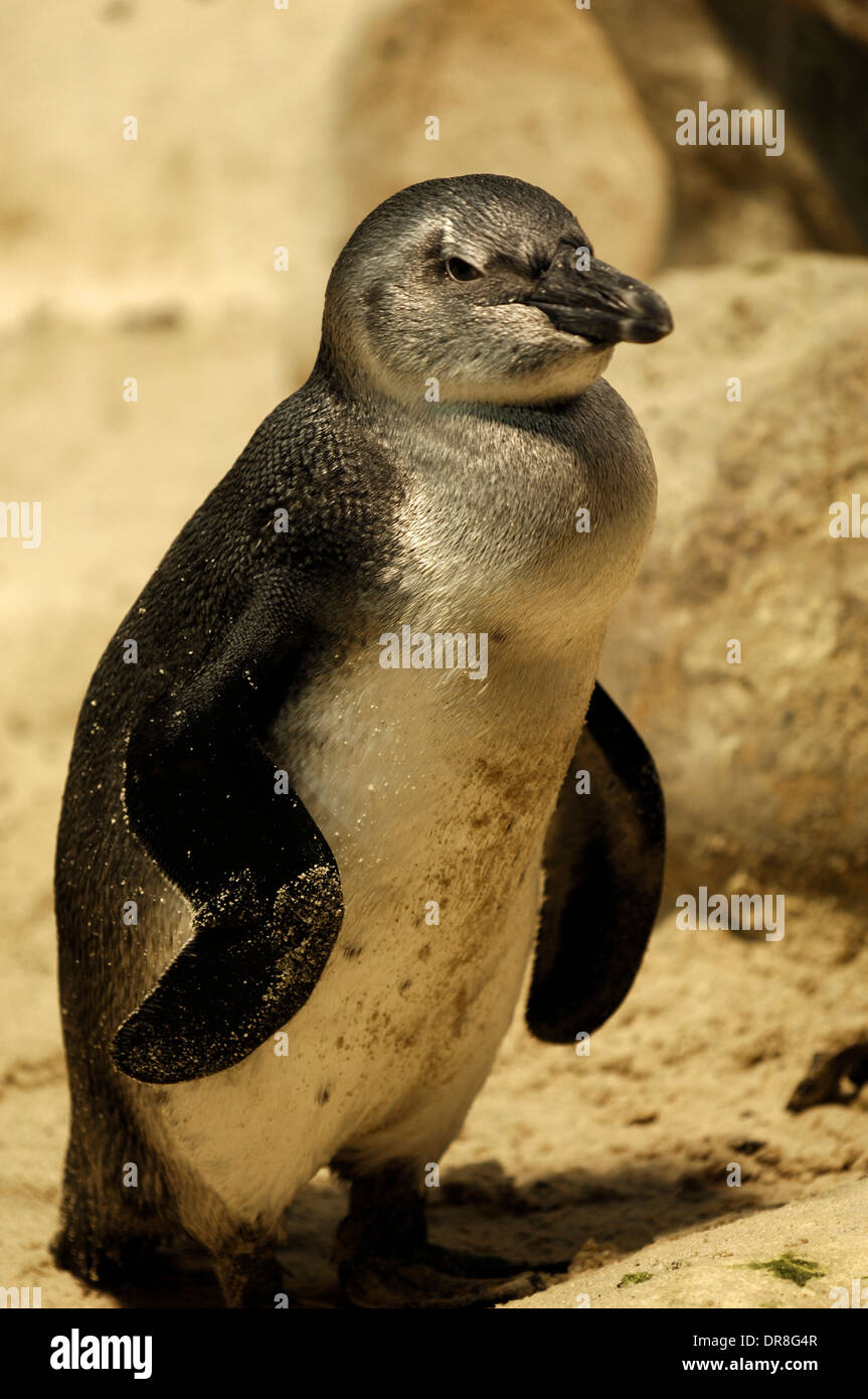 Photos of Fairy Penguins taken in captivity  Stock Photo