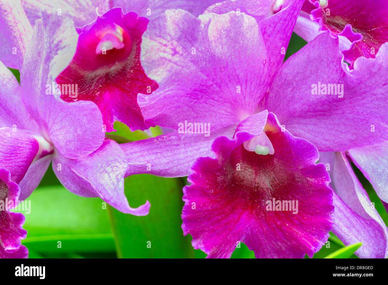 A cluster of purple and white cattleya orchids on the vine Stock Photo