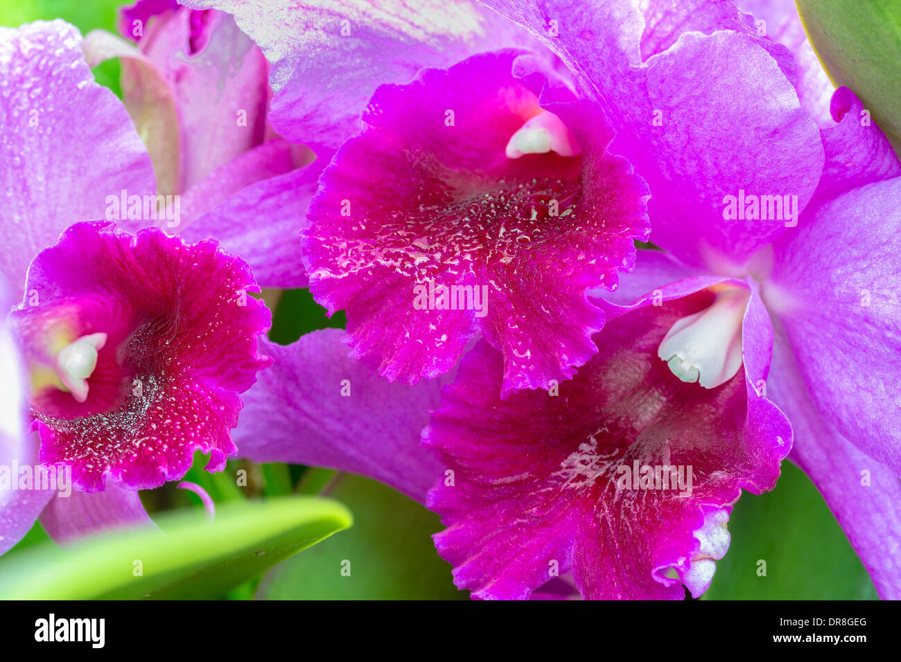 A cluster of purple and white cattleya orchids on the vine Stock Photo