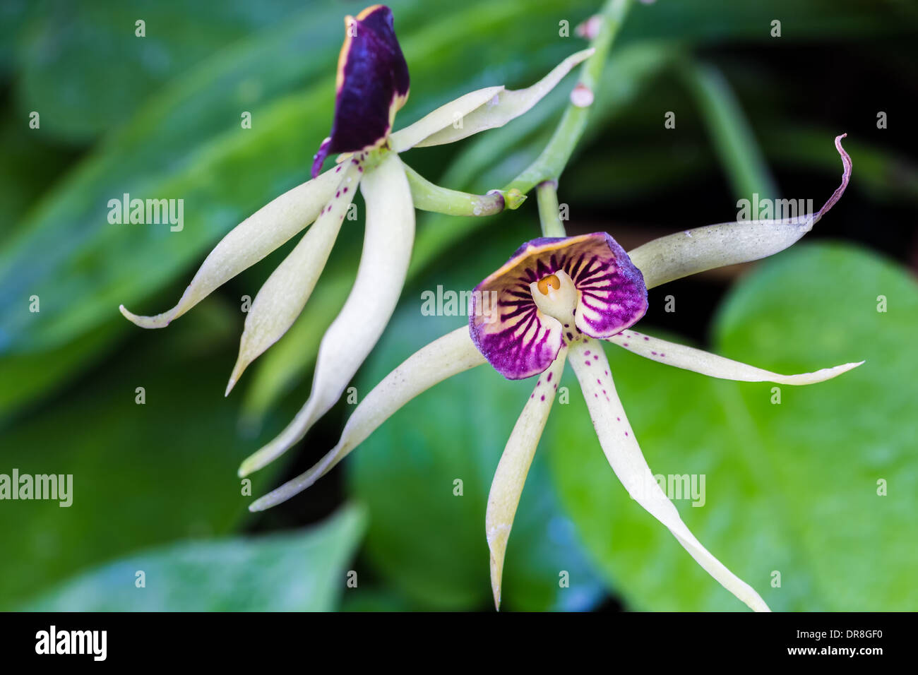 Two encyclia Green Hornet orchids on the vine Stock Photo