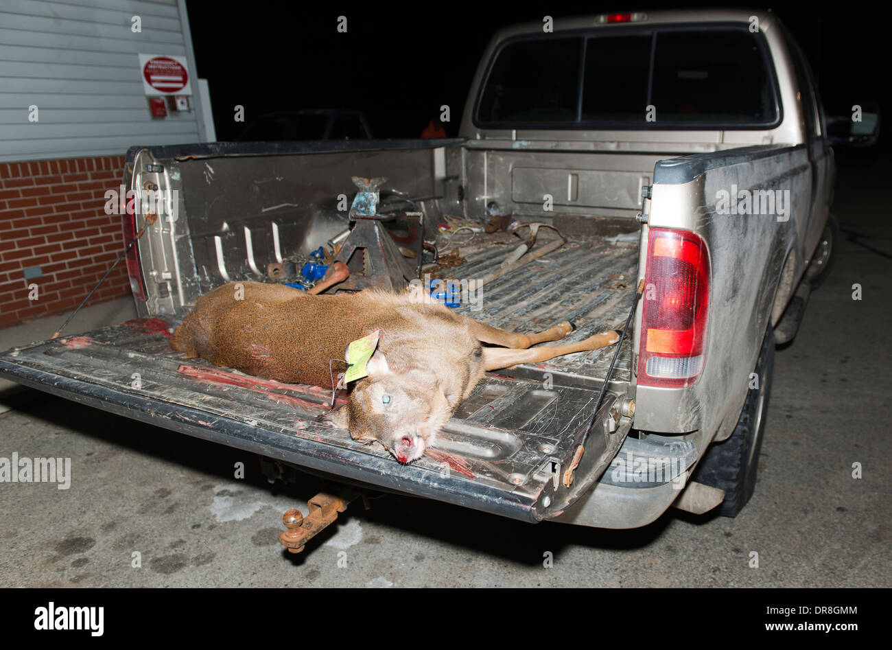 Shot doe in the back of a truck during hunting season. Stock Photo