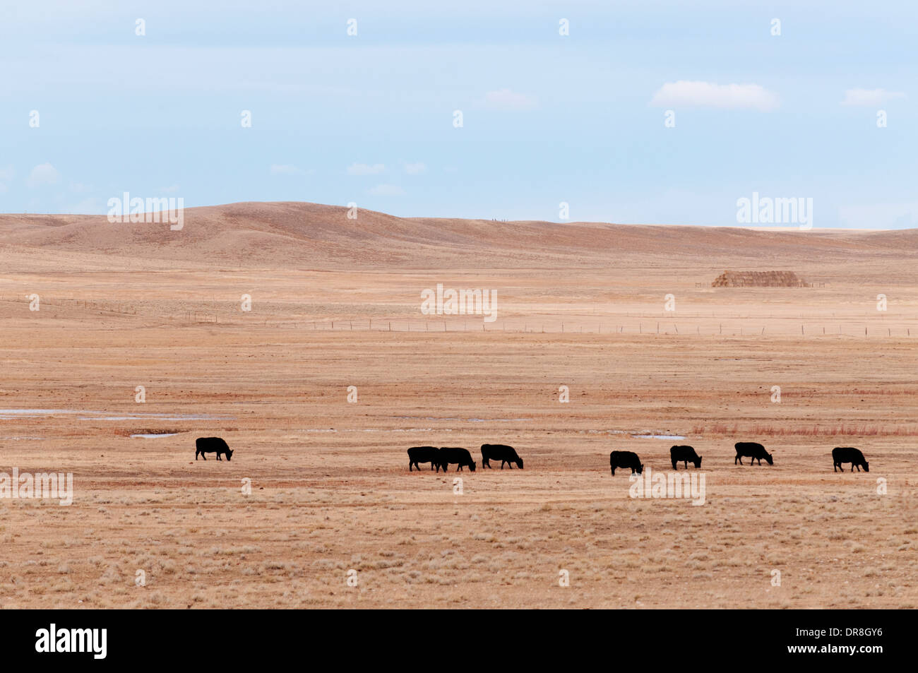 Cattle grazing in open hi-res stock photography and images - Alamy