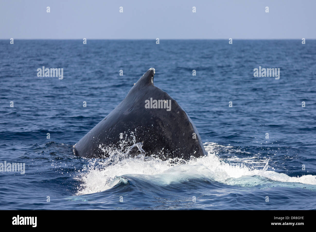 Humpback whale diving into the sea, Okinawa Prefecture, Japan Stock Photo