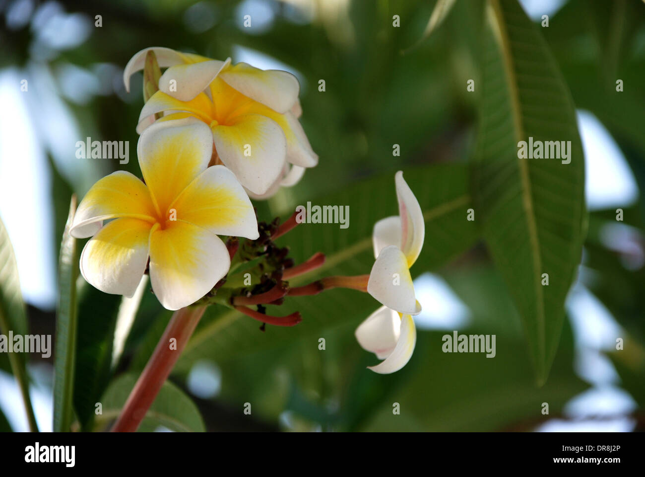 Frangipani Flower Scent of Asian exotic flower Stock Photo Alamy