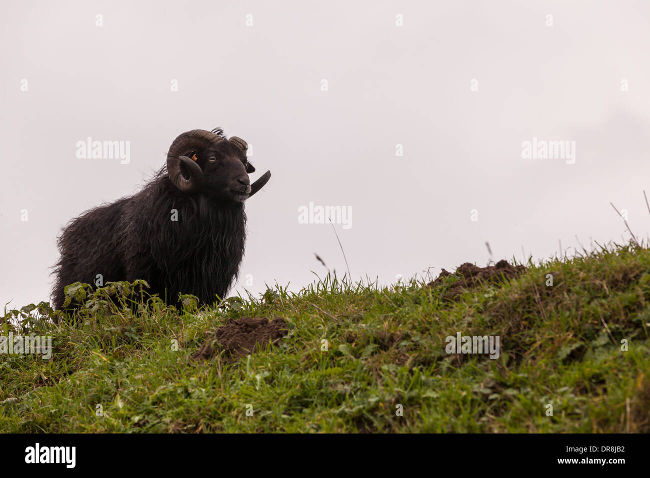 On the hill stay an sheep looking around Stock Photo