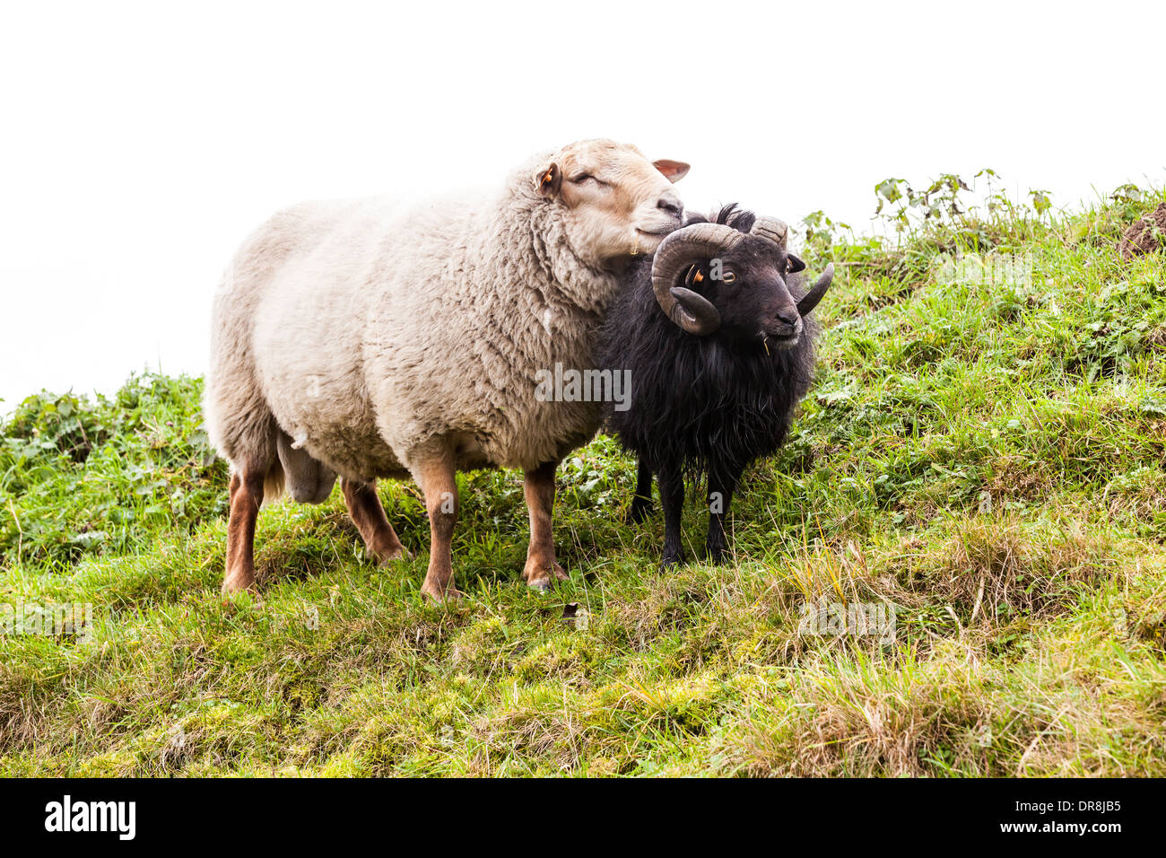 On the hill stay an sheep looking around Stock Photo