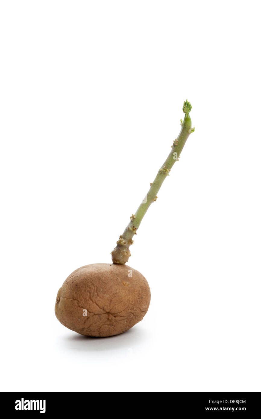 New Life, Potato Bud close up Stock Photo